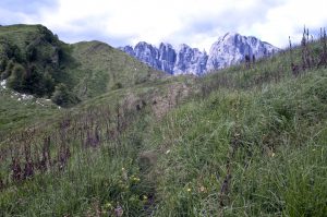 Belluno, Schiara, raccolta achillea, estate 2016